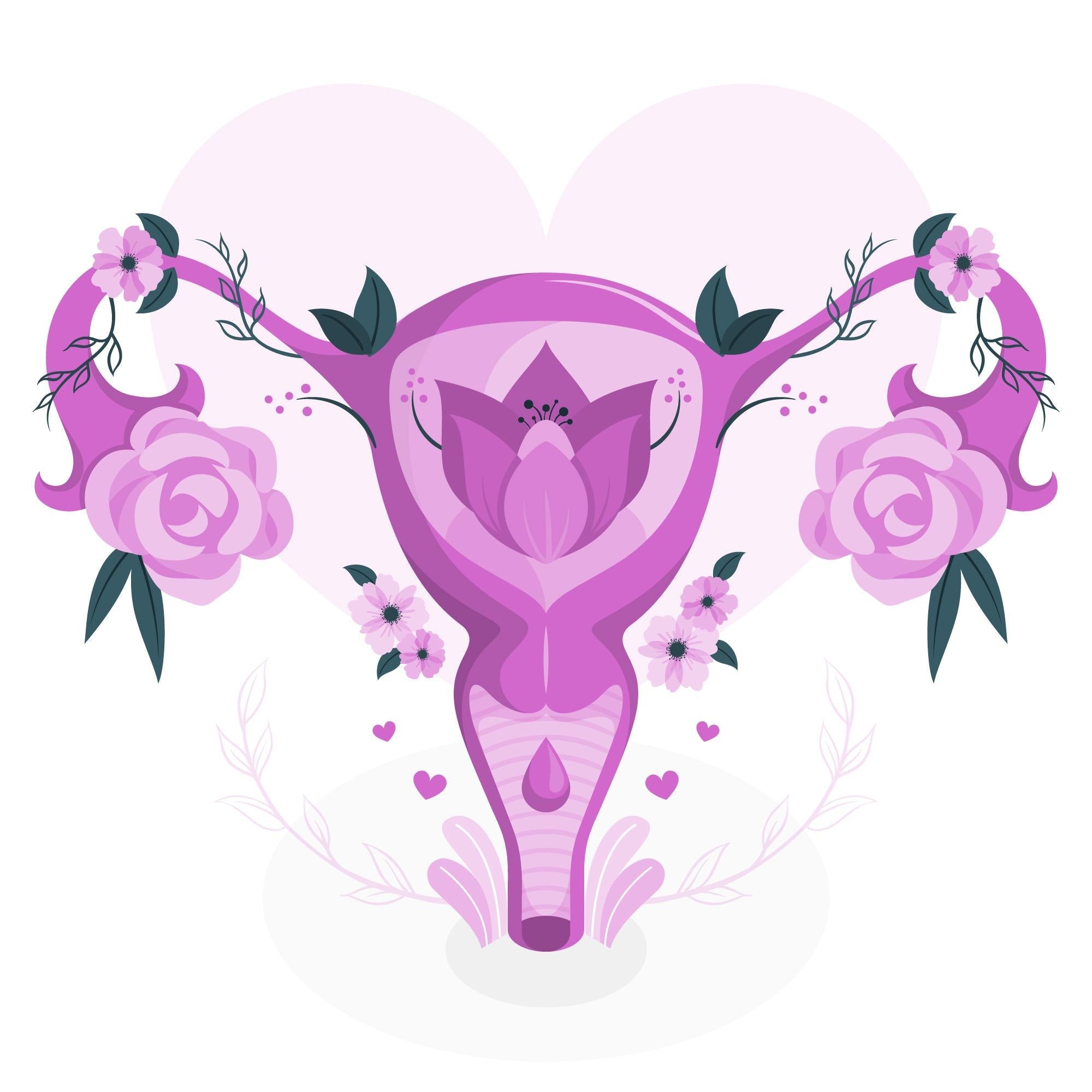 Illustration sexe feminin
