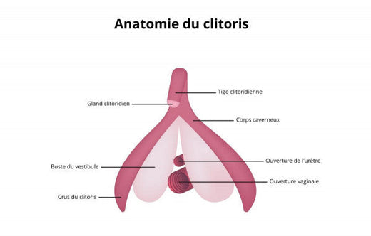 Le Clitoris : C'est quoi? Comment le trouver, l'atteindre et le stimuler?